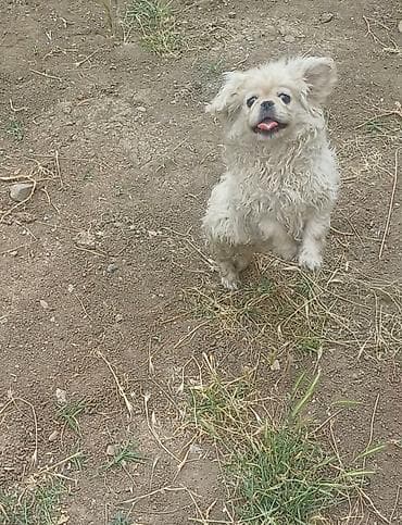 Pekines, 4 ay, Erkek, Peyvəndli, Ünvandan götürmə, Ödənişli çatdırılma, Rayonlara çatdırılma lalafo.az -da Pekines, 4 ay, Erkek, Peyvəndli, Ünvandan götürmə, Ödənişli çatdırılma, Rayonlara çatdırılma