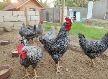 Toyuq, Damazlıq lalafo.az -da Toyuq, Damazlıq