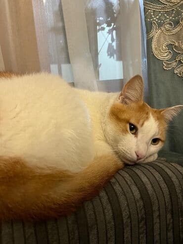 Erkək, Yaxşı əllərə, Ünvandan götürmə lalafo.az -da Erkək, Yaxşı əllərə, Ünvandan götürmə