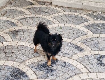 1 il, Dişi, Peyvəndli, Ünvandan götürmə lalafo.az -da 1 il, Dişi, Peyvəndli, Ünvandan götürmə