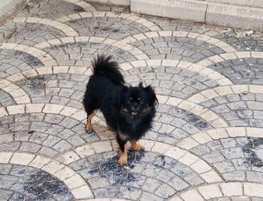 Pekines, 1 il, Dişi, Peyvəndli, Ünvandan götürmə lalafo.az -da Pekines, 1 il, Dişi, Peyvəndli, Ünvandan götürmə