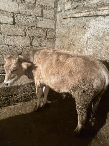 Salam kok danadir erkek kesmeke təmiz 85-90 kq əti var diri çəkisi lalafo.az -da Salam kok danadir erkek kesmeke təmiz 85-90 kq əti var diri çəkisi