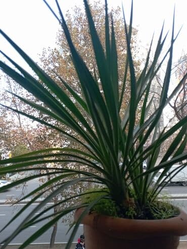 Qiymət:razılaşma ilə lalafo.az -da Qiymət:razılaşma ilə