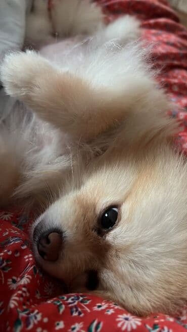 Satilir peyvenderi vurulub lalafo.az -da Satilir peyvenderi vurulub