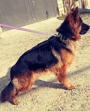 Alman çoban iti, Erkek lalafo.az -da Alman çoban iti, Erkek