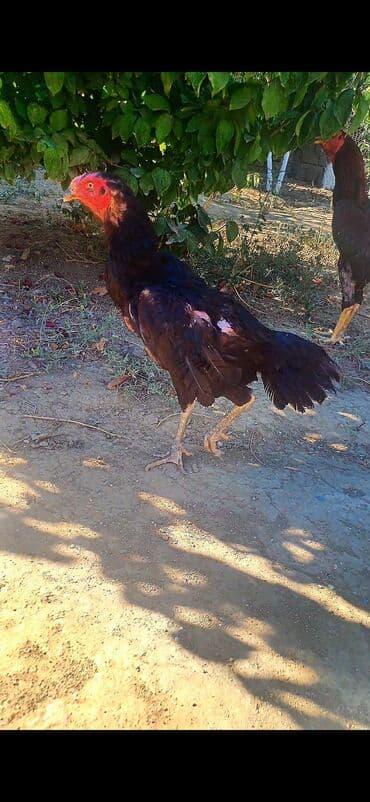 Salam aleykum super cins feredir hal hazirda yumurtuyur 3 dene lalafo.az -da Salam aleykum super cins feredir hal hazirda yumurtuyur 3 dene