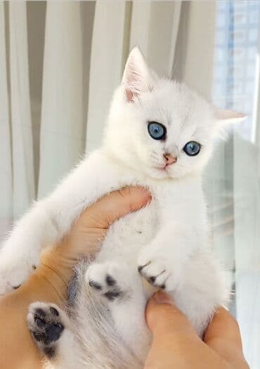 Britan, Dişi, Yaxşı əllərə, Ünvandan götürmə lalafo.az -da Britan, Dişi, Yaxşı əllərə, Ünvandan götürmə