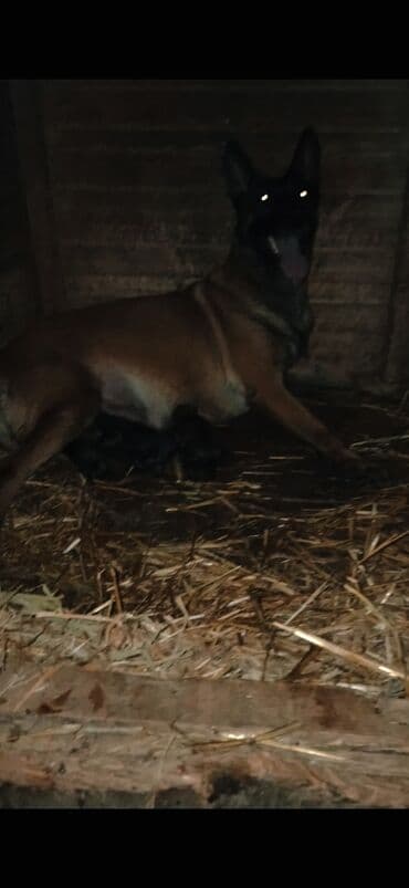 Tecılı Temiz cins Malinoas (Belçika)avcarkasi balaları satılır erkek lalafo.az -da — 5 Tecılı Temiz cins Malinoas (Belçika)avcarkasi balaları satılır erkek — 5