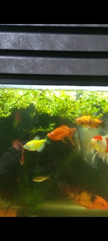 Dördbucaq akvarium, Balıqlarla birlikdə, 60 l, Ünvandan götürmə lalafo.az -da Dördbucaq akvarium, Balıqlarla birlikdə, 60 l, Ünvandan götürmə