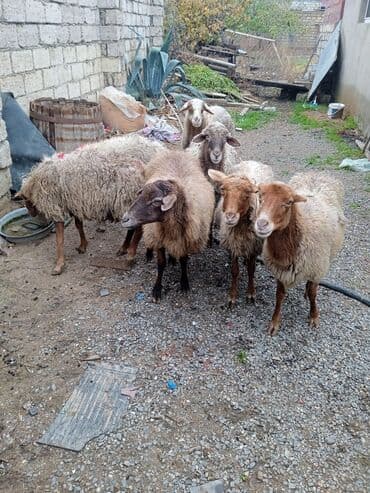 Qoyun sürüsü – ətlik və damazlıq üçün - Növ: yerli qaragül/qarabaş lalafo.az -da Qoyun sürüsü – ətlik və damazlıq üçün - Növ: yerli qaragül/qarabaş