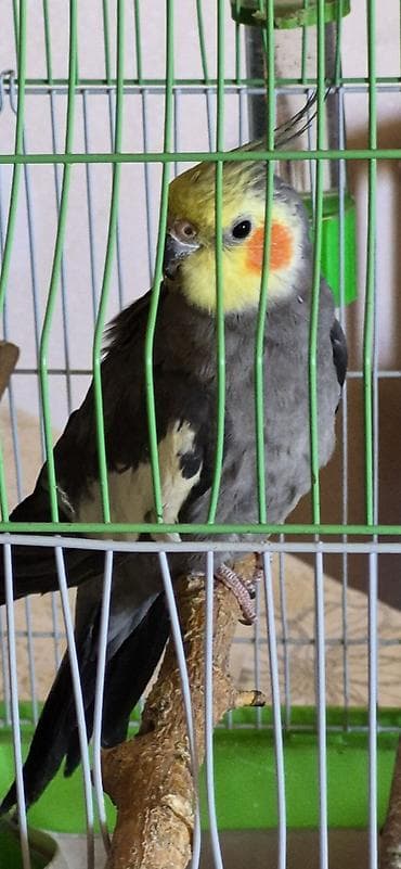 Nimfa (Cockatiel) papağanı – boz rəngli bədən, sarı baş və yanaqlarda lalafo.az -da Nimfa (Cockatiel) papağanı – boz rəngli bədən, sarı baş və yanaqlarda