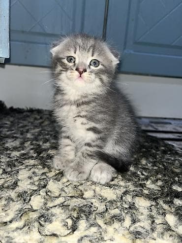 Şotland yastı qulaq, Erkək lalafo.az -da Şotland yastı qulaq, Erkək