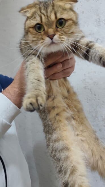 Qızıl şinşilla, Dişi, Yaxşı əllərə, Ödənişli çatdırılma lalafo.az -da Qızıl şinşilla, Dişi, Yaxşı əllərə, Ödənişli çatdırılma