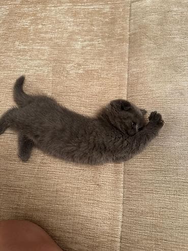 Britan lalafo.az -da Britan