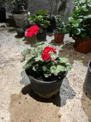 Удобрения: Qırmızı çiçəkləri olan saksı geranium (Pelargonium) - Parlaq qırmızı at lalafo.az — 8 Удобрения: Qırmızı çiçəkləri olan saksı geranium (Pelargonium) - Parlaq qırmızı — 8