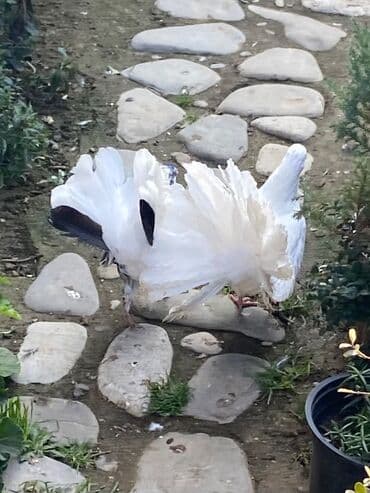 Pavlin 1 cüt.
Barter olar.(Təklifə baxır) lalafo.az -da Pavlin 1 cüt.
Barter olar.(Təklifə baxır)