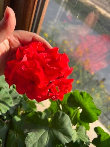 Удобрения: Müxtəlif dekorativ otaq bitkiləri kolleksiyası - Kompozit sükulent at lalafo.az — 15 Удобрения: Müxtəlif dekorativ otaq bitkiləri kolleksiyası - Kompozit sükulent — 15