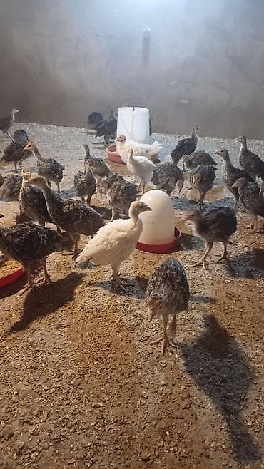 Hinduşka cücələri, Ətlik, Ünvandan götürmə lalafo.az -da Hinduşka cücələri, Ətlik, Ünvandan götürmə