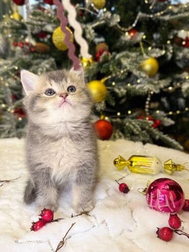 Britan, Dişi, Yaxşı əllərə, Ödənişli çatdırılma, Ünvandan götürmə lalafo.az -da Britan, Dişi, Yaxşı əllərə, Ödənişli çatdırılma, Ünvandan götürmə