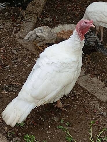 Hinduska satilir.ərkəkdi.1 yaş yarimliqdi.diri cəkisi 7 kq yarimdi lalafo.az -da Hinduska satilir.ərkəkdi.1 yaş yarimliqdi.diri cəkisi 7 kq yarimdi