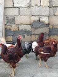 6 eded 3 ayliq amroks cinsi(3 fere 3 xoruz)6 ededi 65azn. 8 eded 5 lalafo.az -da 6 eded 3 ayliq amroks cinsi(3 fere 3 xoruz)6 ededi 65azn. 8 eded 5