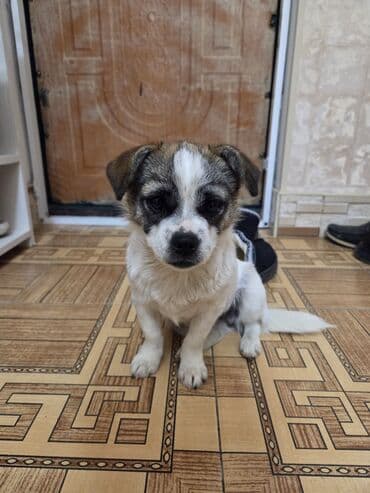 6aylıq zvanok Dişidir cox Cıvraq enerjik bir itdir dişlemir uaaglar lalafo.az -da 6aylıq zvanok Dişidir cox Cıvraq enerjik bir itdir dişlemir uaaglar