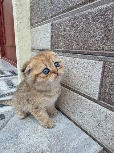 Şotland yastı qulaq, Dişi lalafo.az -da Şotland yastı qulaq, Dişi