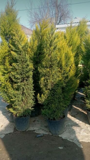 Bitki dərmanları: Piramida,Arizona konos pixtda,limoni yolkaleylandra,v.s yolkalar lalafo.az -da — 3 Bitki dərmanları: Piramida,Arizona konos pixtda,limoni yolkaleylandra,v.s yolkalar — 3