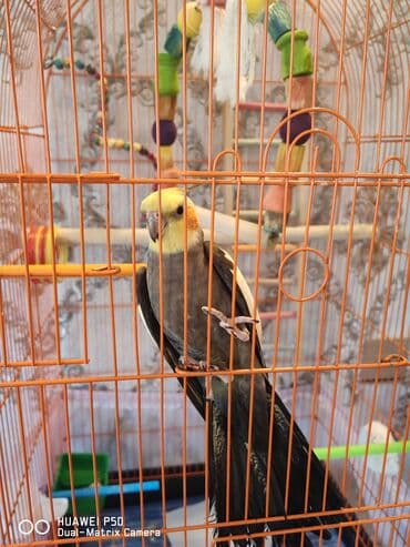 Danışan Korella Qəfəs və aksesuarlarla bir yerdə satılır. Mahnılar lalafo.az -da Danışan Korella Qəfəs və aksesuarlarla bir yerdə satılır. Mahnılar