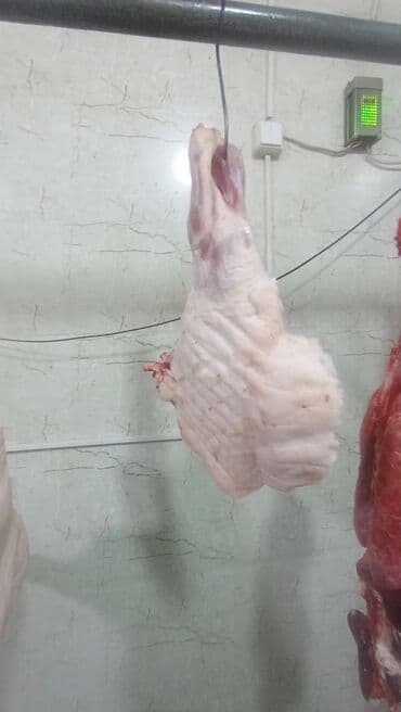 Соления: Məhsul: Qaban (donuz) əti – karkas və hissələr
və sala 7 manat at lalafo.az — 12 Соления: Məhsul: Qaban (donuz) əti – karkas və hissələr
və sala 7 manat — 12