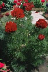 Удобрения: Angustifolia Peony Toxumları
1 ədəd 20 qəpik at lalafo.az — 3 Удобрения: Angustifolia Peony Toxumları
1 ədəd 20 qəpik — 3