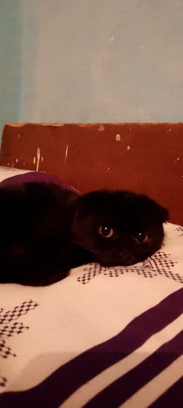 Şotland yastı qulaq lalafo.az -da Şotland yastı qulaq