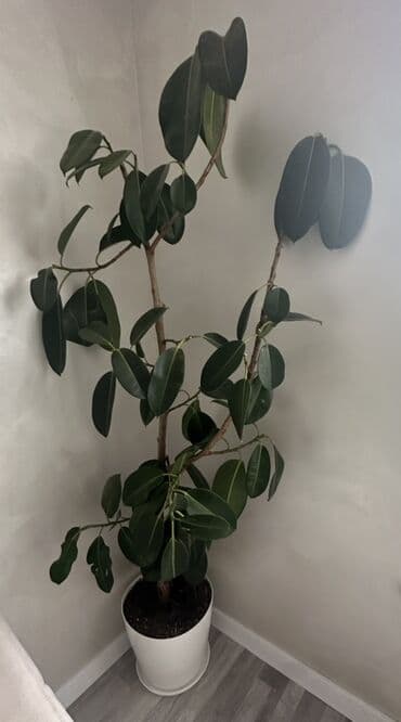 Böyük ölçülü otaq bitkisi – Fikus elastika (rezin ağacı) 2 metr lalafo.az -da Böyük ölçülü otaq bitkisi – Fikus elastika (rezin ağacı) 2 metr