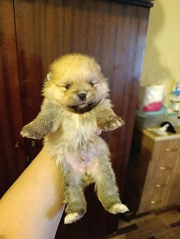 Pomeran şpits erkek balalar qurd dermanı verilib ata ana özündedi lalafo.az -da Pomeran şpits erkek balalar qurd dermanı verilib ata ana özündedi