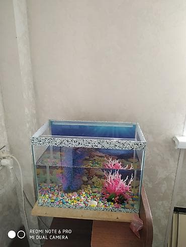 Akvaryum seti 3 🐟 BALIQ at lalafo.az Akvaryum seti 3 🐟 BALIQ