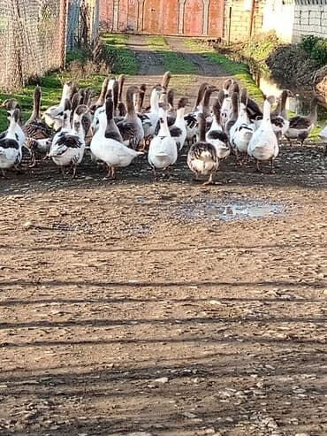 Salam. Elanı sona qədər oxuyun, sonra əlaqə saxlayın. Şəkildəki yerli lalafo.az -da Salam. Elanı sona qədər oxuyun, sonra əlaqə saxlayın. Şəkildəki yerli