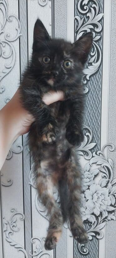 Yaxşı əllərə lalafo.az -da Yaxşı əllərə