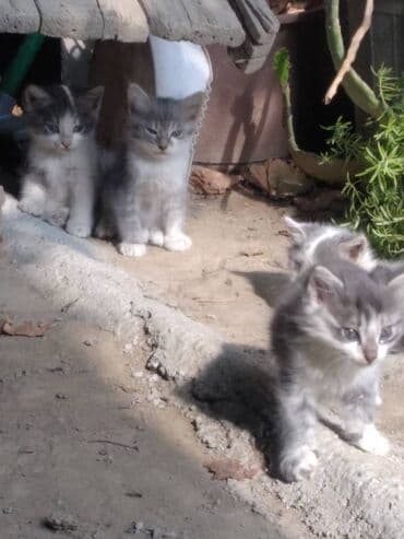 Britan, Erkək, Yaxşı əllərə, Ünvandan götürmə lalafo.az -da Britan, Erkək, Yaxşı əllərə, Ünvandan götürmə