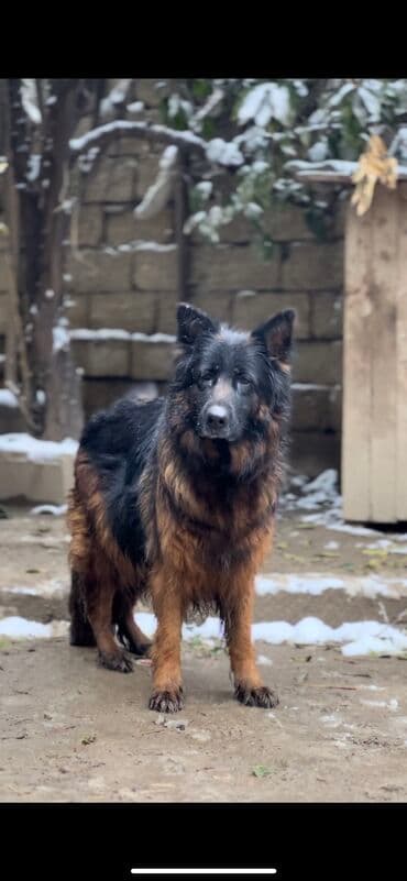 Alman çoban iti, 3 ay, Erkek, Peyvəndli lalafo.az -da Alman çoban iti, 3 ay, Erkek, Peyvəndli