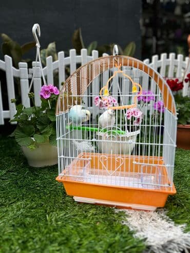 2 Quş Qəfəs 40₼ lalafo.az -da 2 Quş Qəfəs 40₼