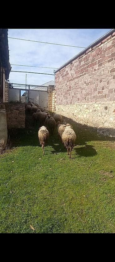 Salamın aleykum qoyunlar satiştadir. toplam 40 dənə. 25 ana 15 bala lalafo.az -da Salamın aleykum qoyunlar satiştadir. toplam 40 dənə. 25 ana 15 bala