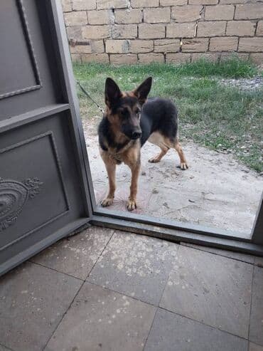 Alman çoban iti, 7 ay, Dişi, Peyvəndli, Ünvandan götürmə lalafo.az -da Alman çoban iti, 7 ay, Dişi, Peyvəndli, Ünvandan götürmə