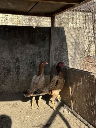 Cucelerin hamisi hamisi oz heyvanlarimin cuceleridi setqadaki fereler lalafo.az -da Cucelerin hamisi hamisi oz heyvanlarimin cuceleridi setqadaki fereler