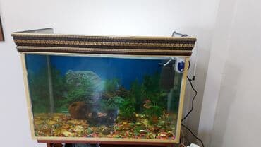 Dördbucaq akvarium, Balıqlarla birlikdə, 200 l, Ünvandan götürmə lalafo.az -da Dördbucaq akvarium, Balıqlarla birlikdə, 200 l, Ünvandan götürmə
