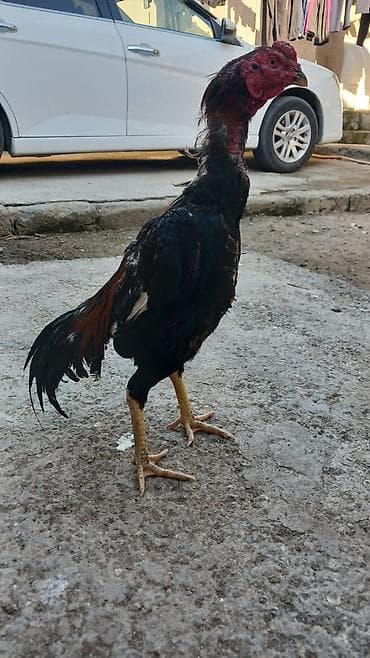 Tam saglam doyusen xoruzdur qiymet 55 azndir xoruz bakidadir ramanida lalafo.az -da Tam saglam doyusen xoruzdur qiymet 55 azndir xoruz bakidadir ramanida