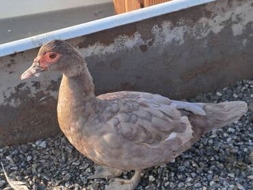 Варенье: Lal ördəklər satılır qiymət saya və cinsinə görə dəyişir at lalafo.az — 6 Варенье: Lal ördəklər satılır qiymət saya və cinsinə görə dəyişir — 6