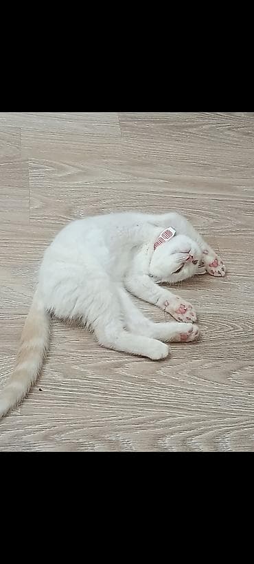 Erkək lalafo.az -da Erkək