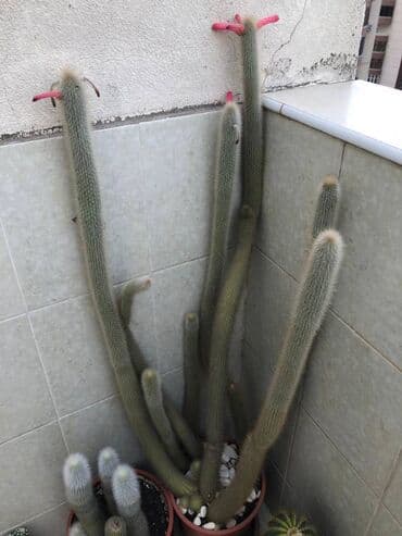 Другие растения: Kaktus, hündürlüyü 1,5 metrdən çoxdur, çiçək açandır, qırmızı uzunsov at lalafo.az — 1 Другие растения: Kaktus, hündürlüyü 1,5 metrdən çoxdur, çiçək açandır, qırmızı uzunsov — 1