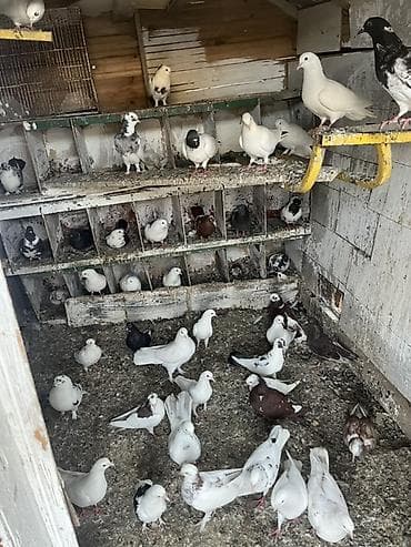 Göyərçinlər tərgizmə quşlardı istədiyini seç götür lalafo.az -da Göyərçinlər tərgizmə quşlardı istədiyini seç götür
