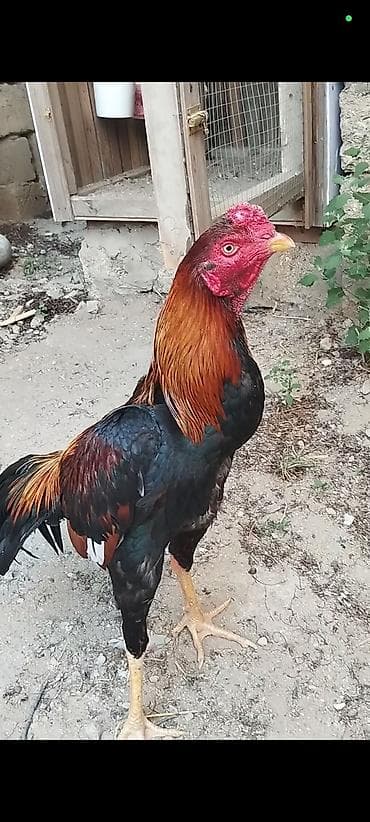 Salam becə satilir 8 ayliq di çox aktiv di citmyada oynuyur vaksinləri lalafo.az -da Salam becə satilir 8 ayliq di çox aktiv di citmyada oynuyur vaksinləri